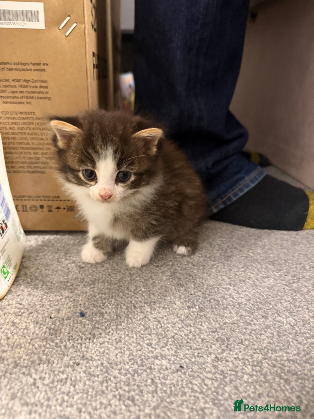 British Shorthair cats for sale: Adorable kittens  - Advert 2