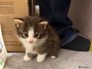 British Shorthair cats Adorable kittens - Advert 10