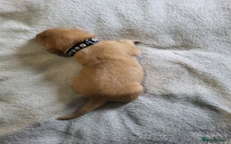 Labrador Retriever dogs for sale: 9 Gorgeous Labrador Puppies  - Image 8