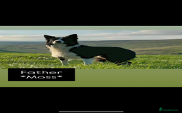Border Collie dogs for sale: WORKING BORDER COLLIE PUPS - Image 6