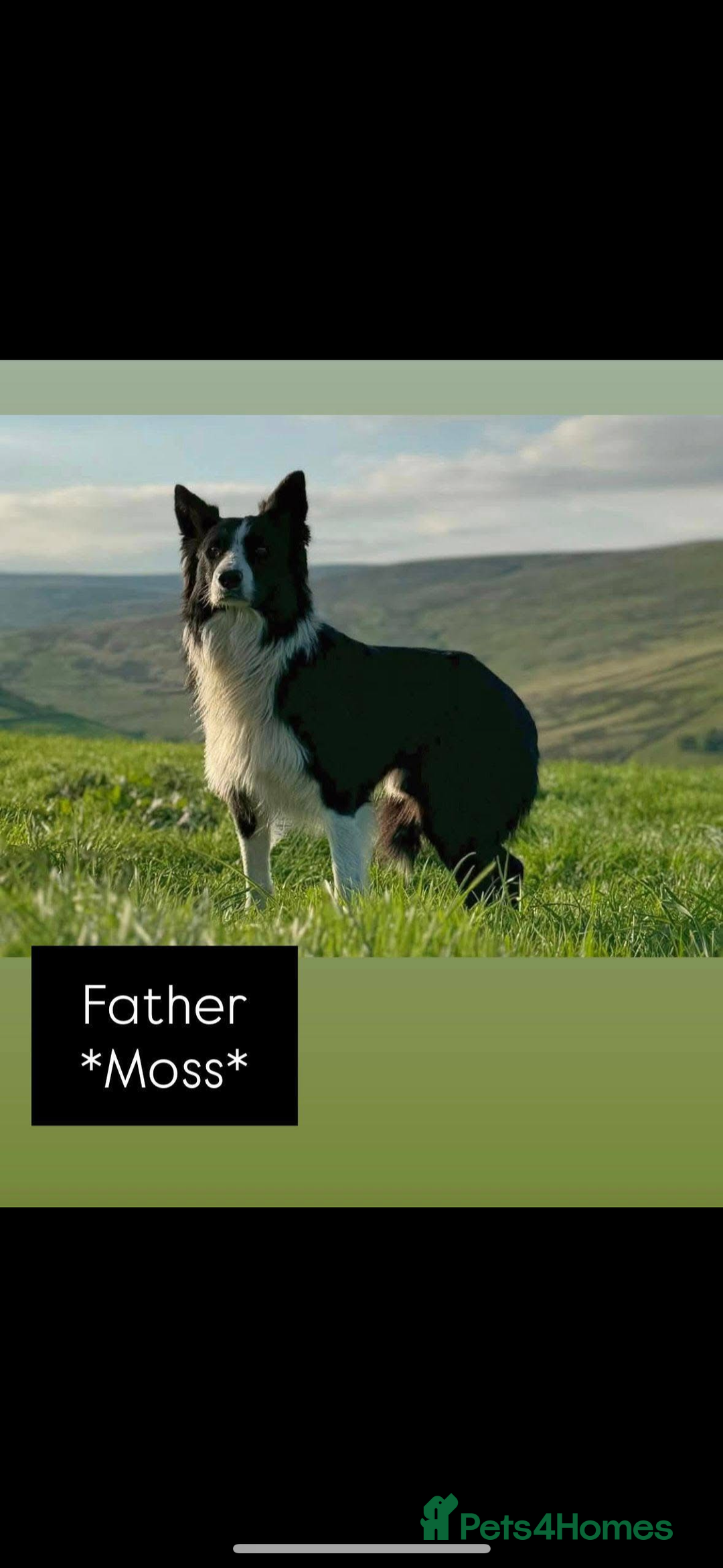 Border Collie dogs for sale: WORKING BORDER COLLIE PUPS - Image 6
