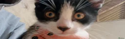 Mixed Breed cats for sale: Farm kittens black and white - Advert 2