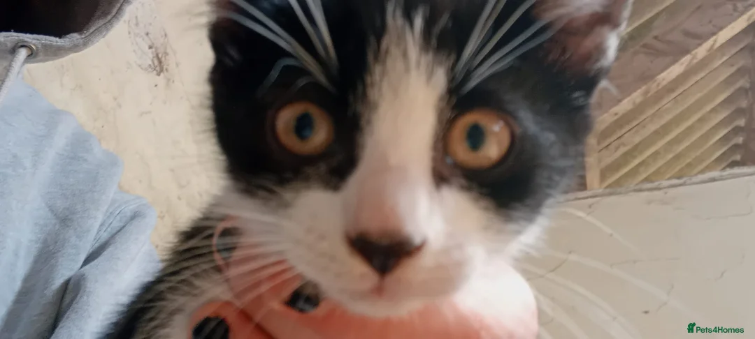 Mixed Breed cats for sale: Farm kittens black and white - Advert 2