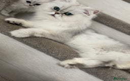 Persian cats for sale: Persian cat - Image 1