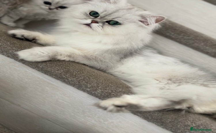 Persian cats - Advert 3