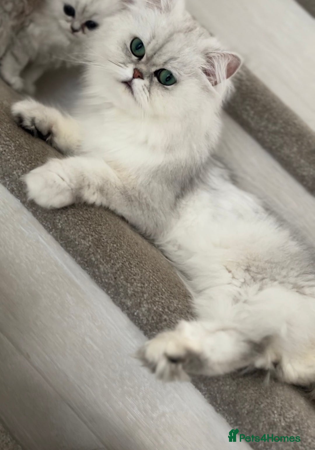 Persian cats for sale: Persian cat - Image 1