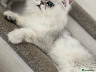 Persian cats - Advert 8