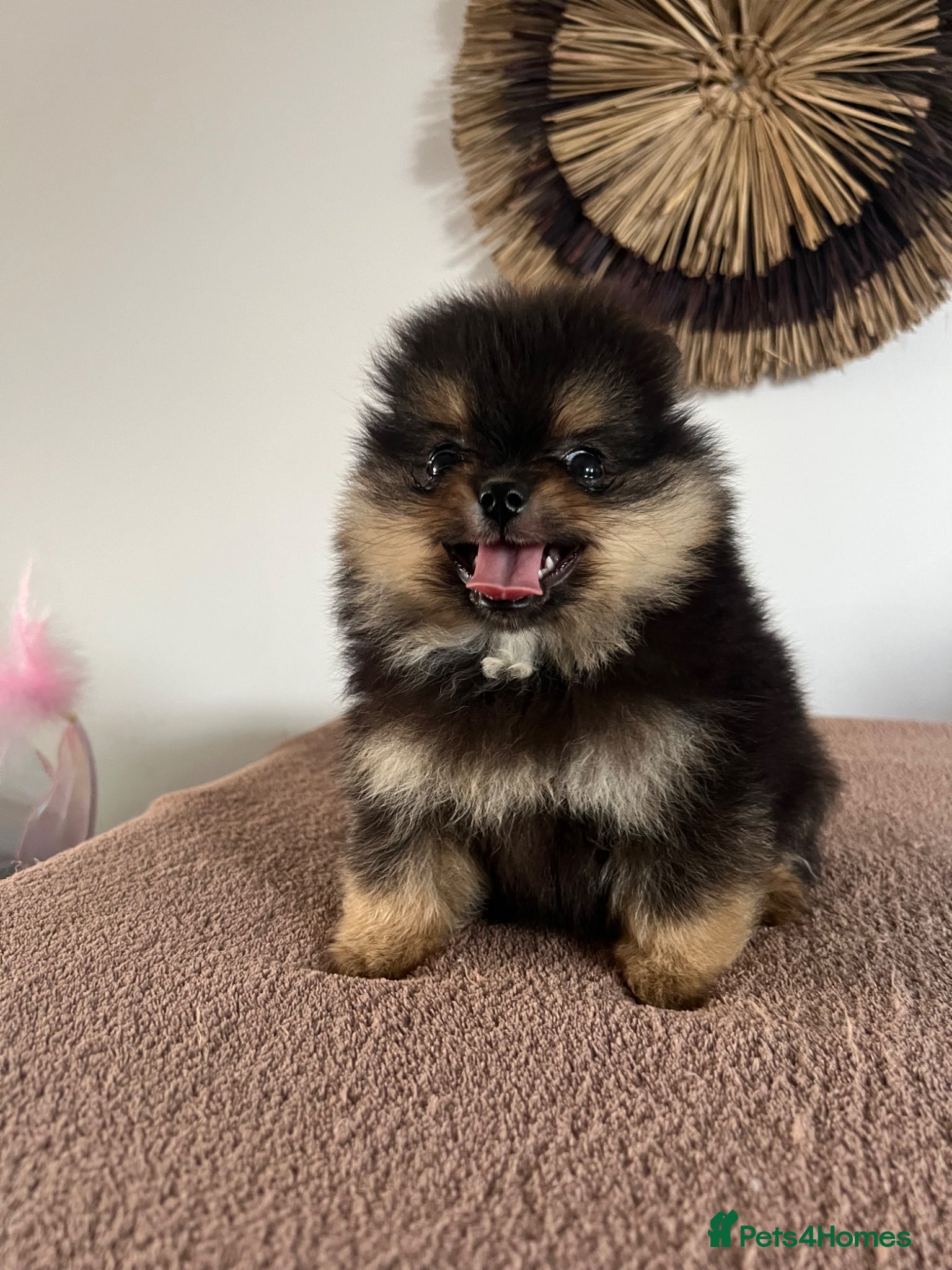 Pomeranian dogs for sale: Pomeranian Puppies Black & Tan Chocolate Sable - Advert 3
