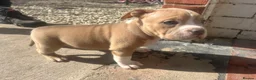 American Bully dogs for sale: American pocket bully’s  - Advert 15