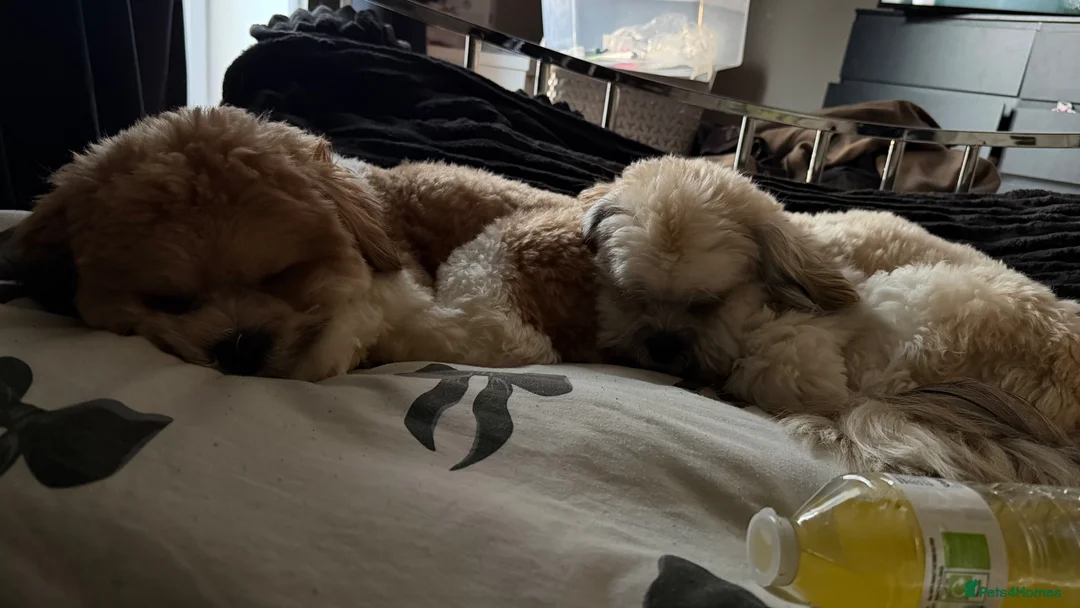 Lhasa Apso dogs for sale: 2 male lhaso apsos  in Birmingham - Advert 2