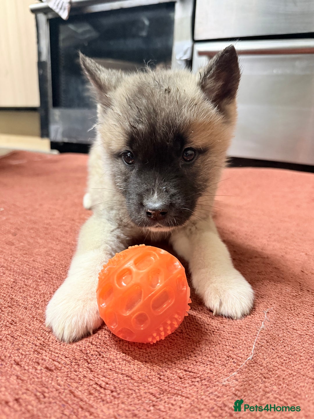 Akita dogs for sale: American Akita - Advert 13