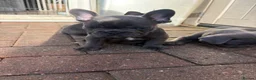 French Bulldog dogs for sale: French bulldog puppies for sale.  in Sevenoaks - Advert 19