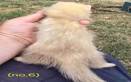 Ferret rodents for sale: Ferret kits - Image 9