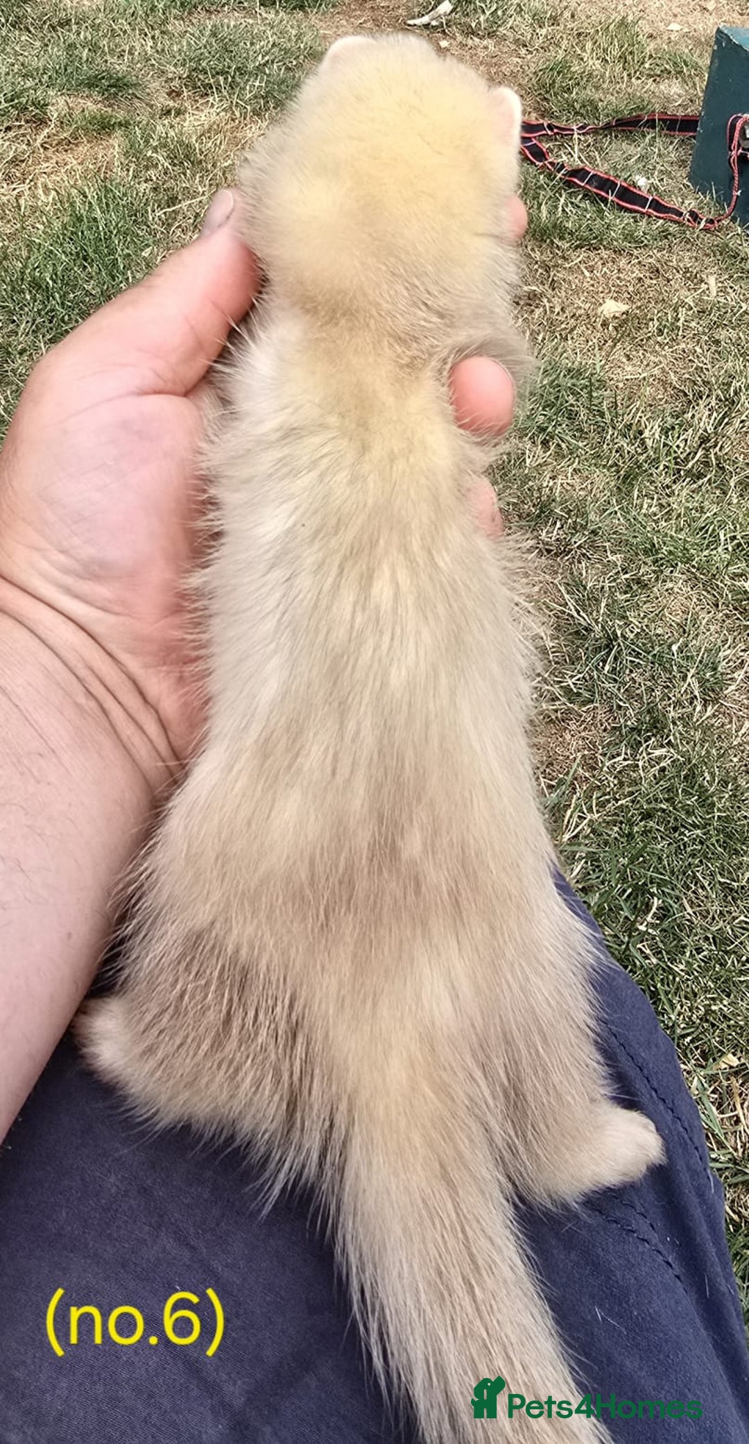 Ferret rodents for sale: Ferret kits - Image 9