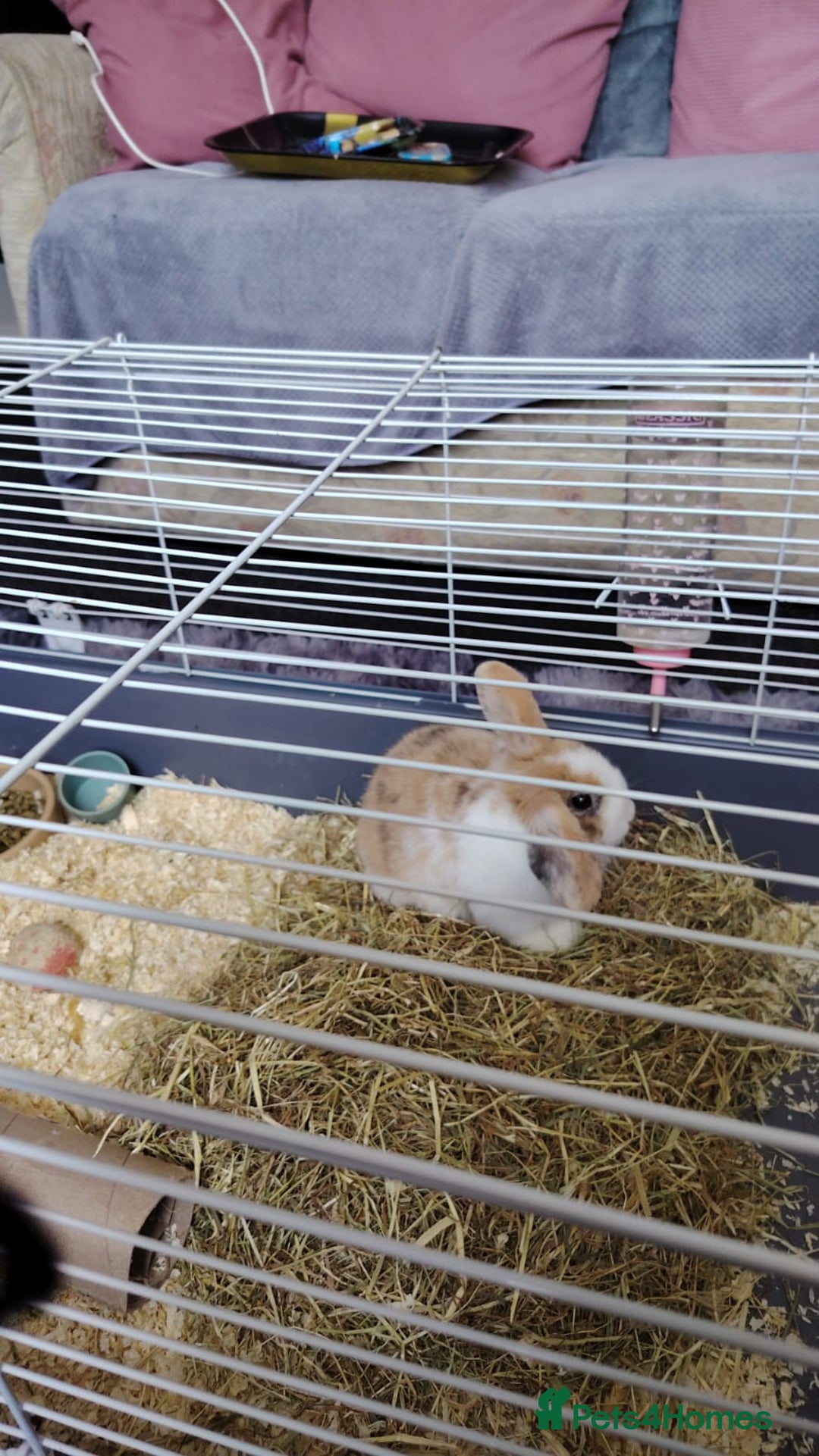 Rex rabbits for sale: Mini Male rex rabbit 6 months old  - Advert 2