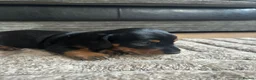 Miniature Dachshund dogs for sale: Miniature Dachshunds  - Advert 16