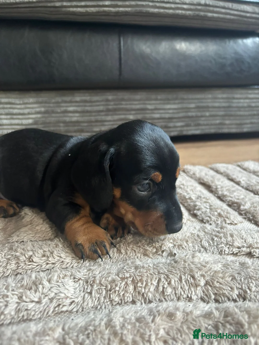 Miniature Dachshund dogs for sale: Miniature Dachshunds  - Advert 16
