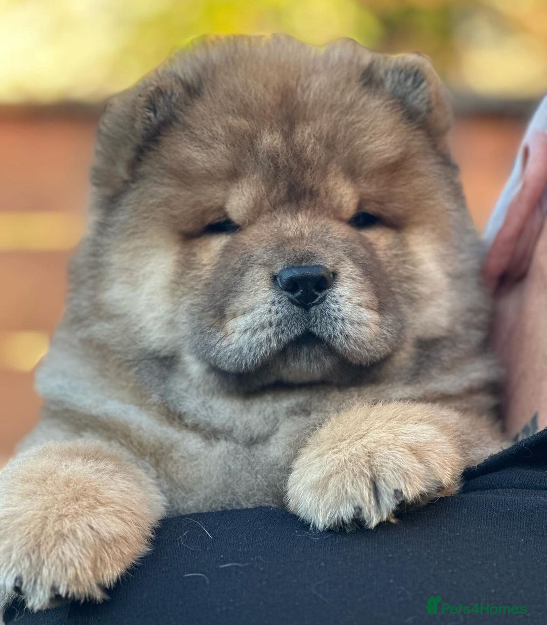 Chow Chow dogs for sale: Kc Registered Chow Chow Pups - Image 23