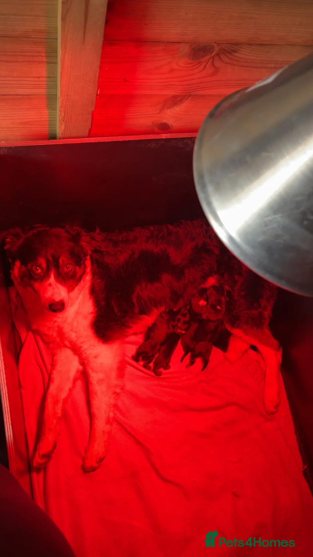 Mixed Breed dogs for sale: Collie x kelpie puppies for sale  in Stoke-on-Trent - Advert 6