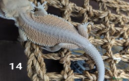 Bearded Dragon reptiles for sale: Baby Bearded dragons. Witblits, genetic stripes - Image 7