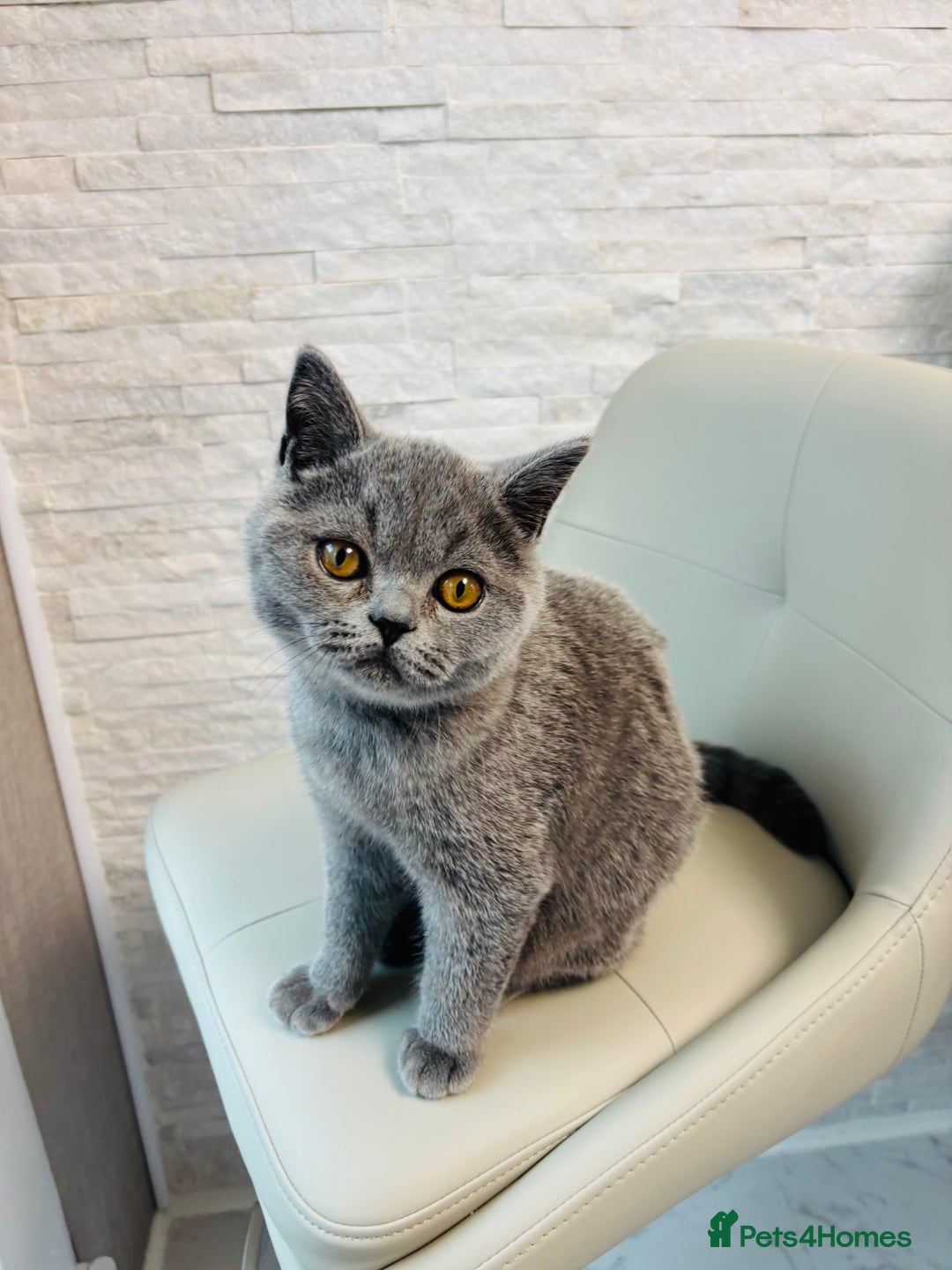British Shorthair cats for sale: British Shorthair - Image 6