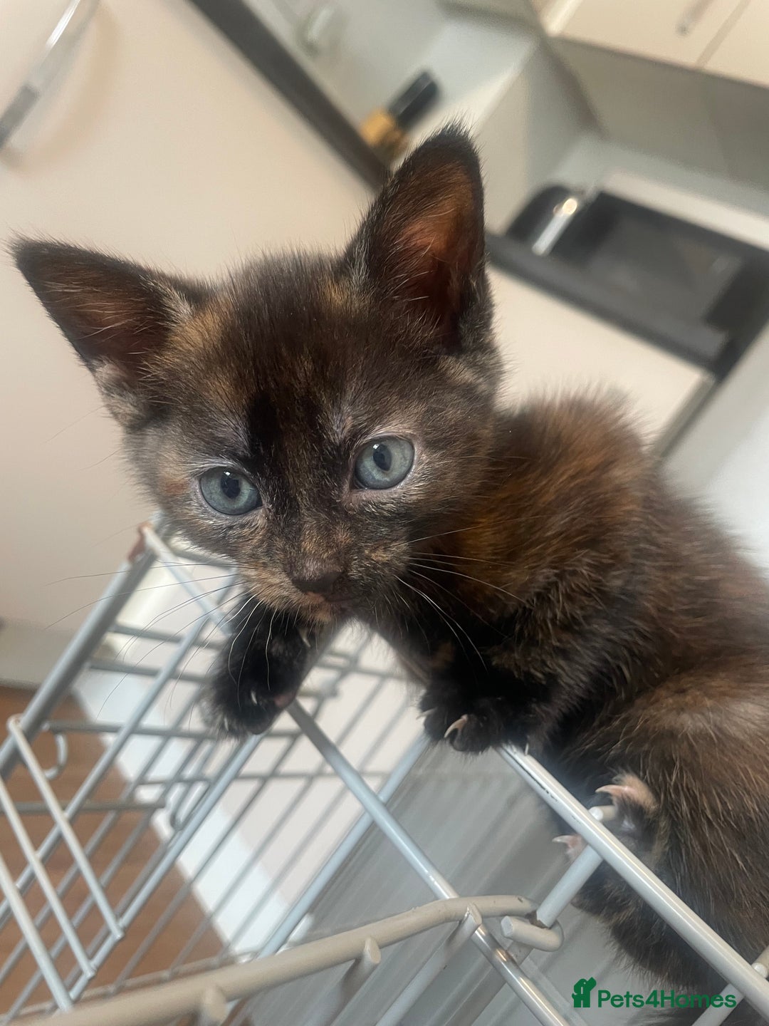 Domestic Shorthair cats for sale: Beautiful kittens - Image 3