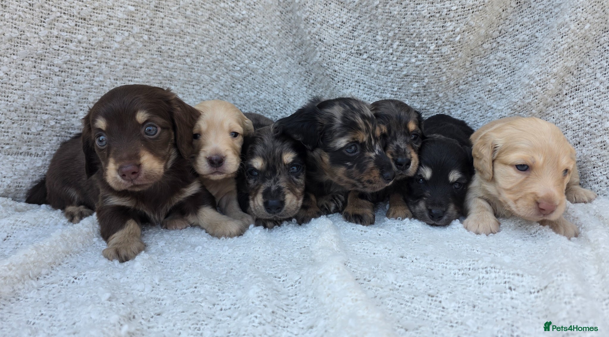 Miniature Dachshund dogs Stunning KC Long hair daxi. 5* breeders  - Advert 1
