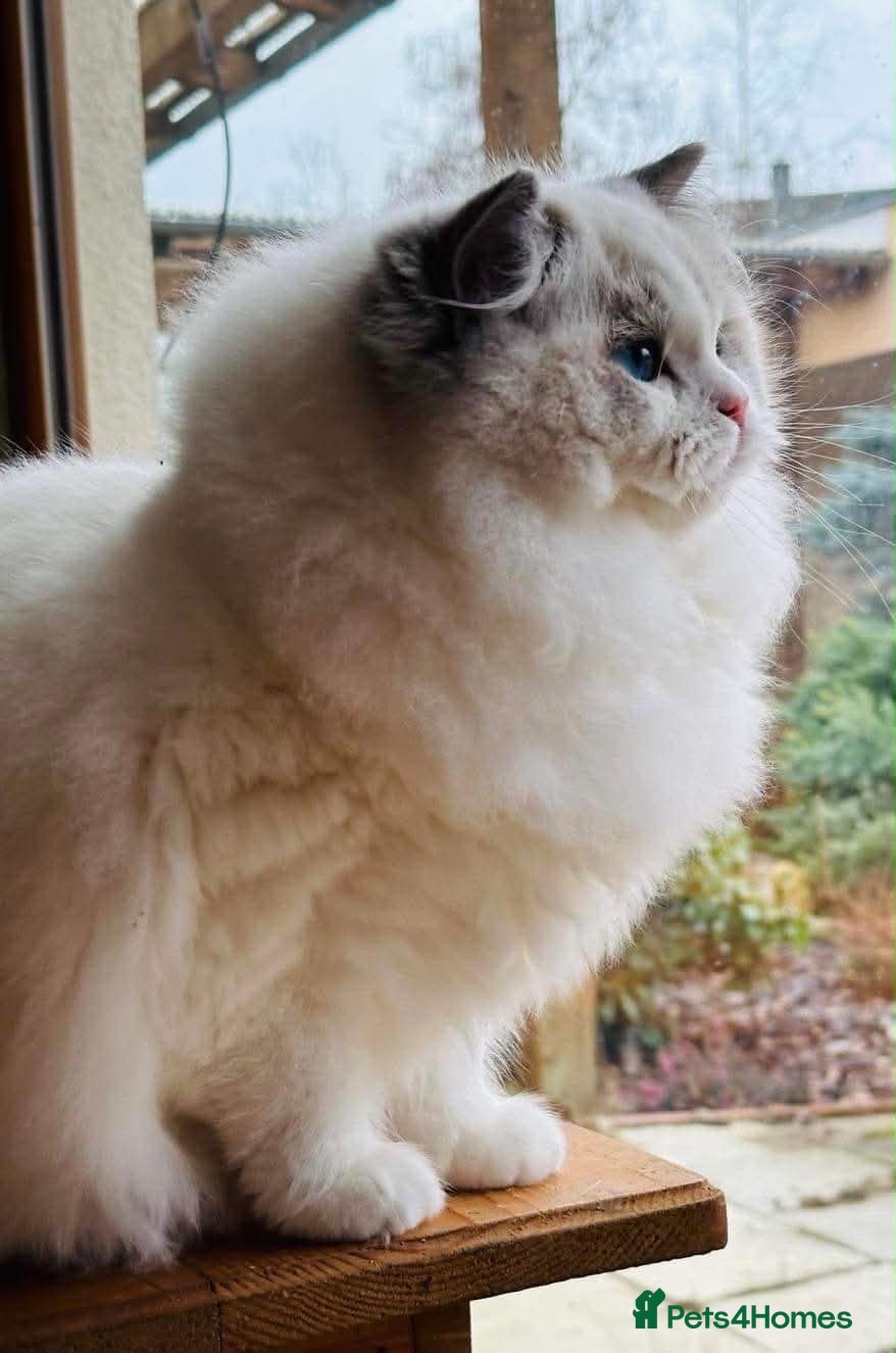 Ragdoll cats 5Gen Ped Ragdoll Kittens&Ready2Reserve - Advert 11