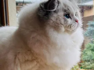 Ragdoll cats 5Gen Ped Ragdoll Kittens&Ready2Reserve - Advert 11