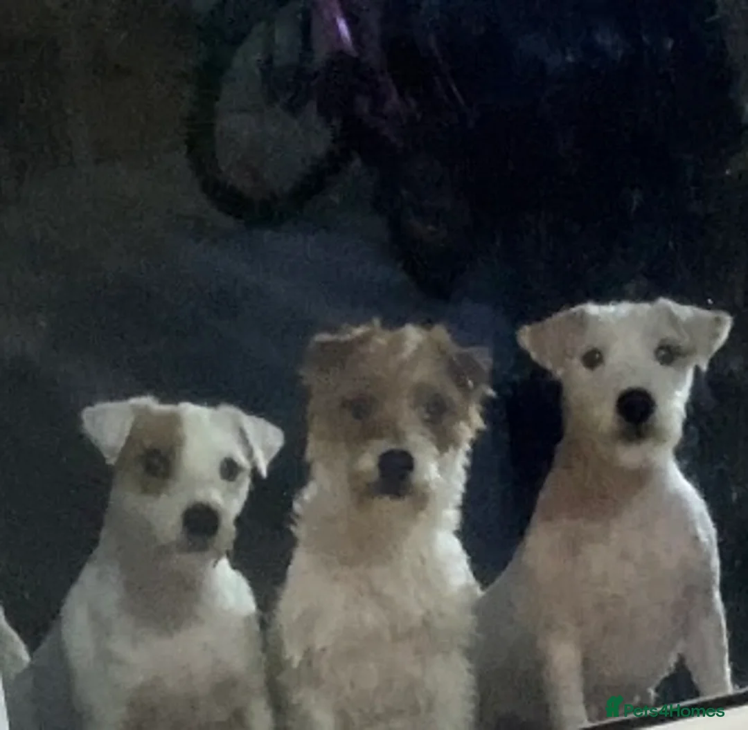 Parson Russell dogs for sale: Parson Pup - Advert 9