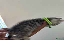 Bengal cats for sale: Bengal x Maine coon  - Image 12