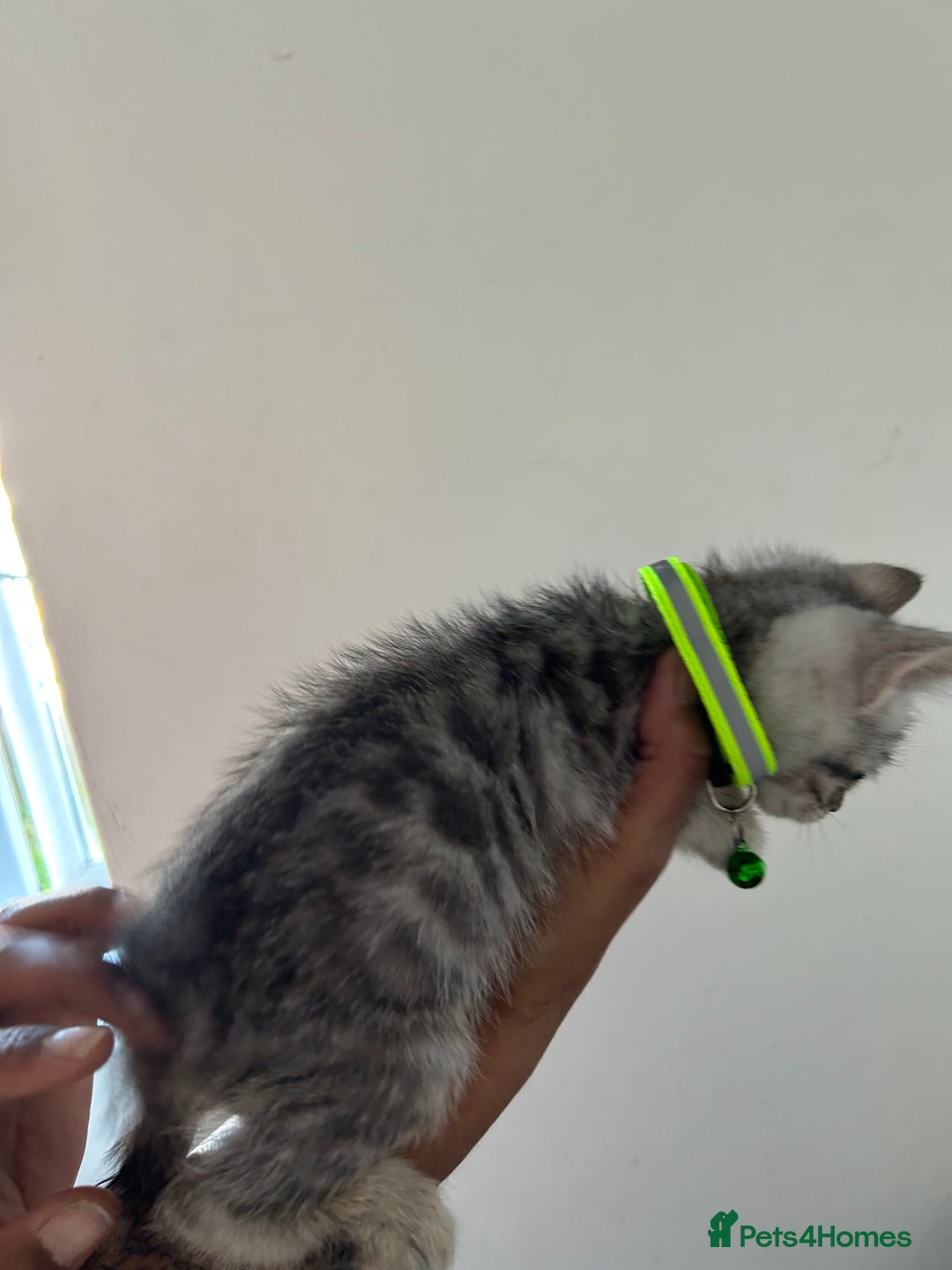 Bengal cats for sale: Bengal x Maine coon  - Image 12