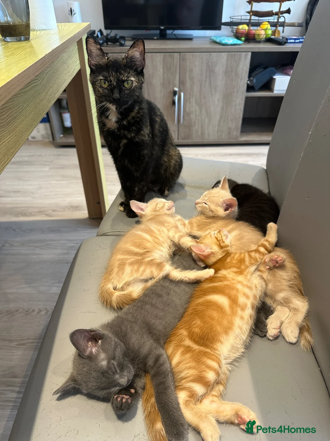 Mixed Breed cats for sale:     She is a domestic shorthair cat with blue eyes - Advert 15