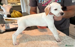 Pointer dogs for sale: KC reg Pointer Puppy - Image 18