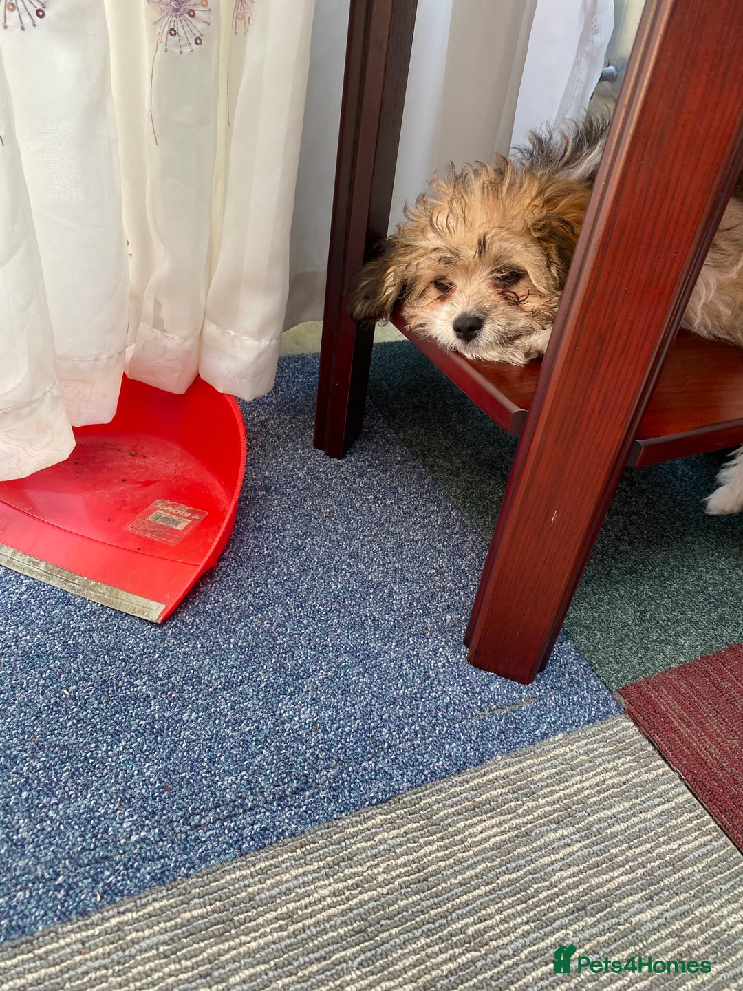 Shih Tzu dogs for sale: Mimi looking for a home  - Image 2