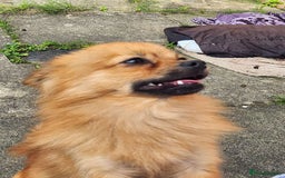 Pomchi dogs for sale: Handsome full breed pomchi  - Image 5