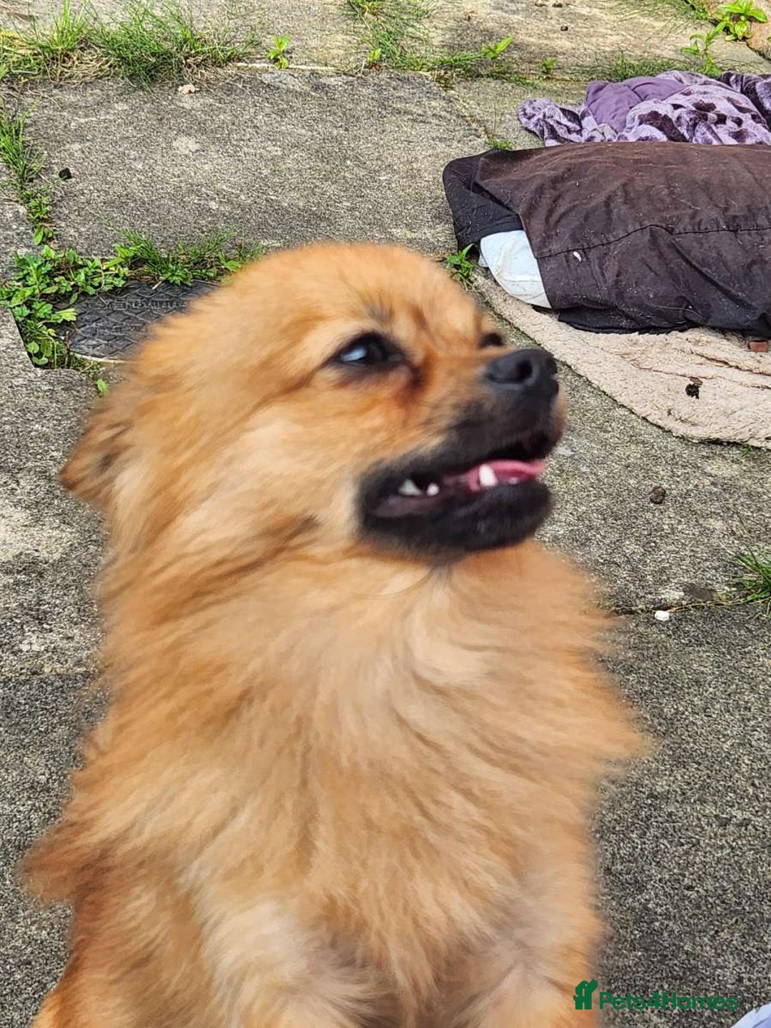 Pomchi dogs for sale: Handsome full breed pomchi  - Image 5