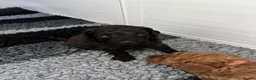 Miniature Poodle dogs for sale: 🐩 Beautiful Small Miniature Poodles 🐩  - Advert 6