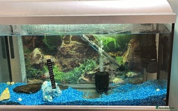Cichlids fish for sale: Electric blue acaras  - Image 1