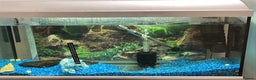 Cichlids fish for sale: Electric blue acaras  - Advert 1