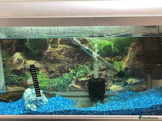 Cichlids fish - Advert 11