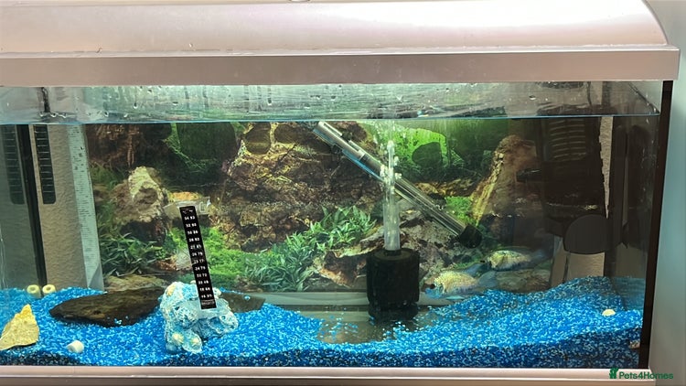 Cichlids fish Electric blue acaras - Advert 16