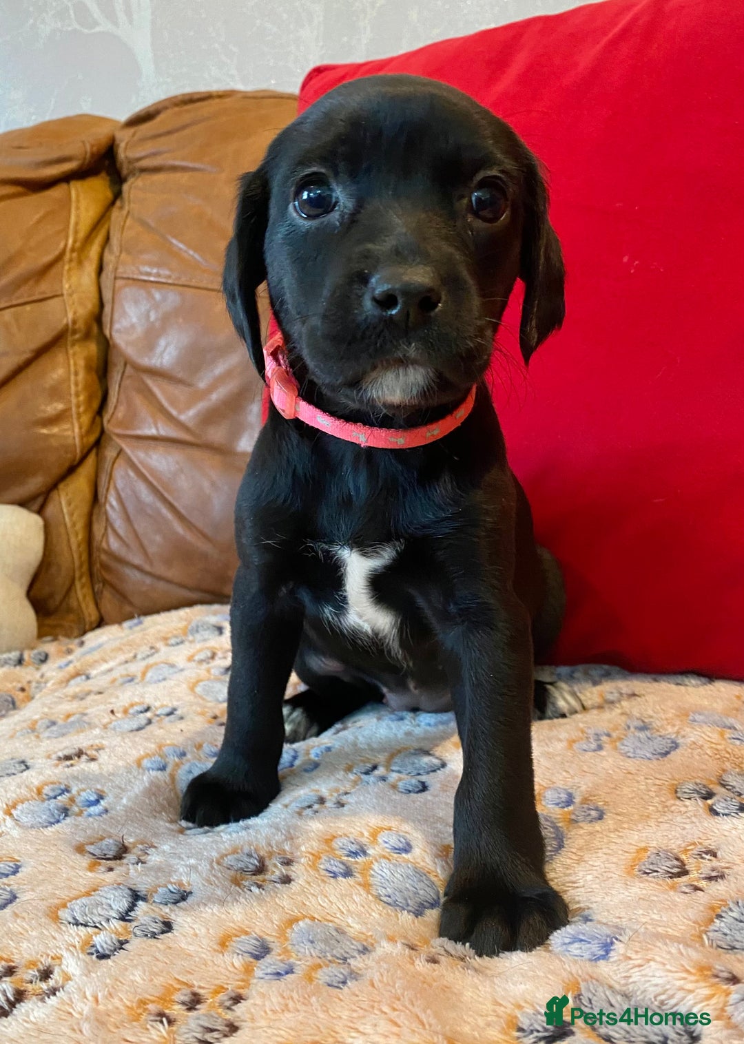 Springador dogs for sale: STUNNING SPRINGADOR PUPPIES  - Image 3