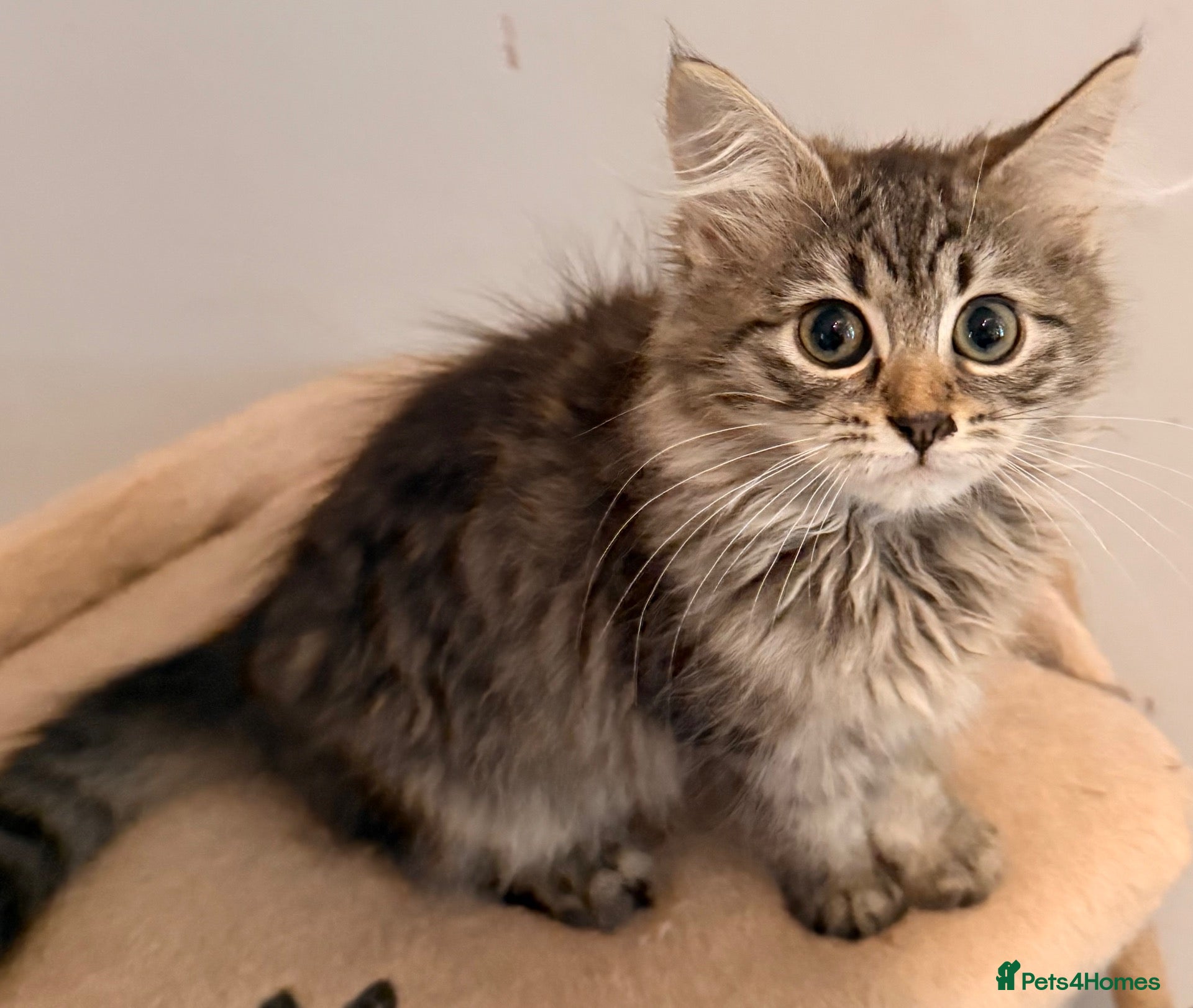 Siberian cats NEW LITTERS imported lines Siberian kittens - Advert 2