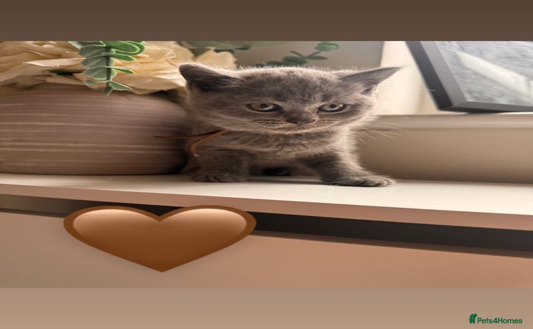 British Shorthair cats - Advert 4