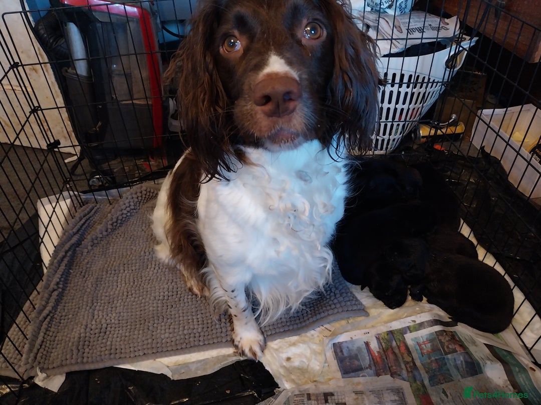 Mixed Breed dogs for sale: Springer spaniel cross lurcher  - Advert 3