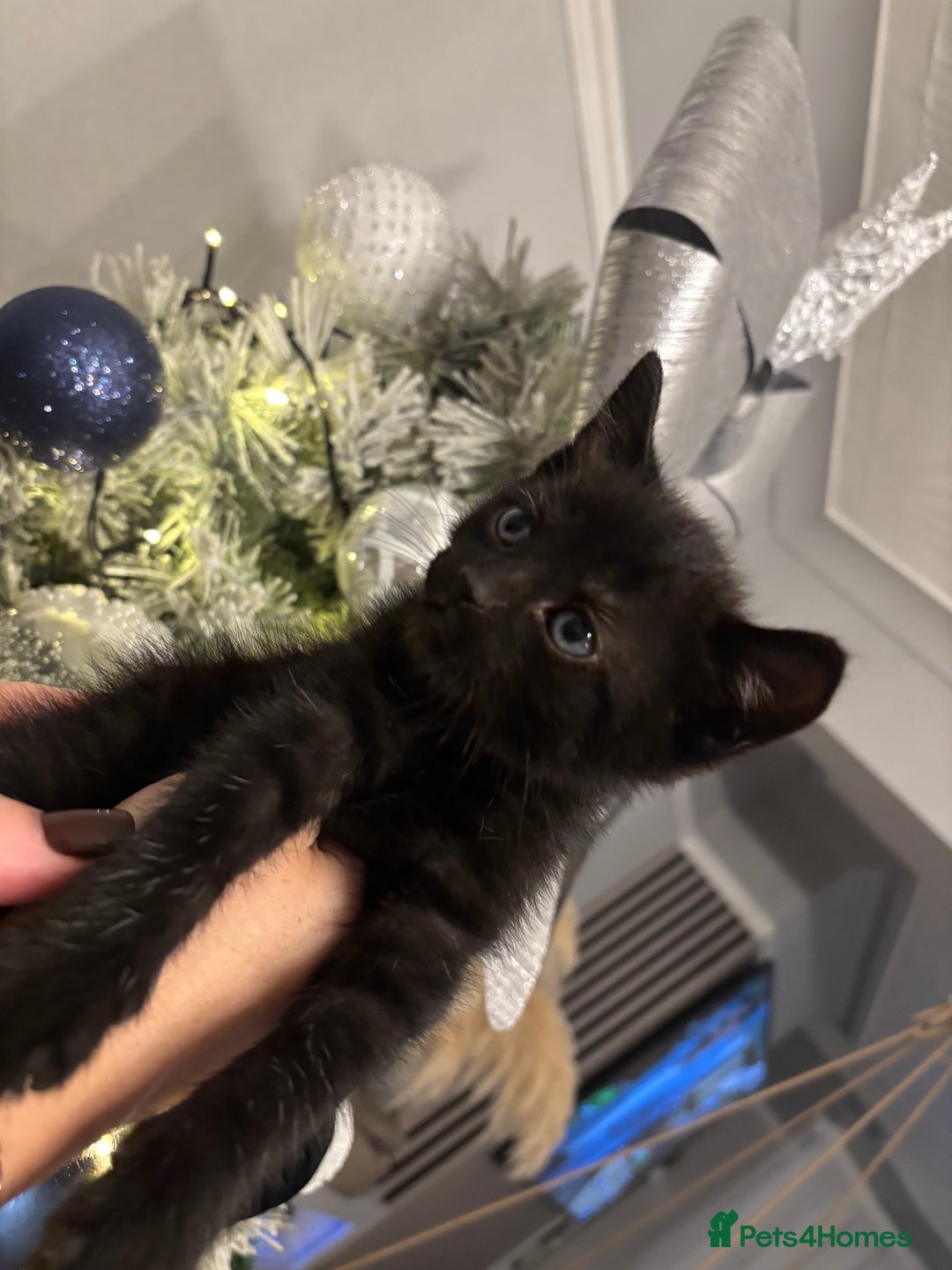 Mixed Breed cats for sale: Little kitties - Advert 6