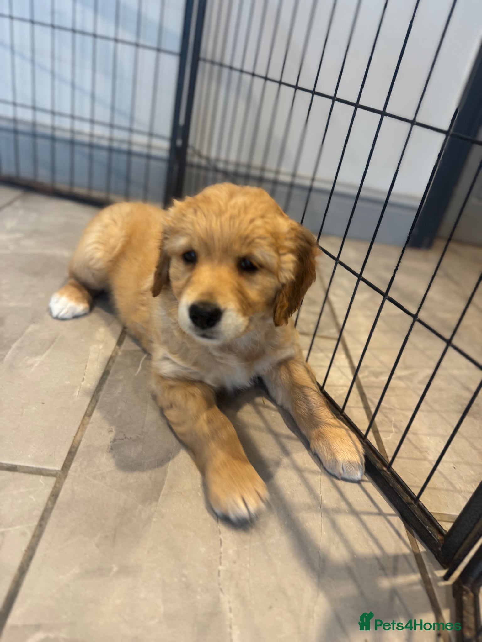 Golden Retriever dogs Gorgeous KC Golden Retrievers Health Tested  - Advert 2