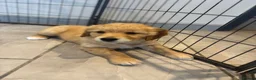 Golden Retriever dogs for sale: 1 Gorgeous Golden Retriever  Health Tested  - Advert 2