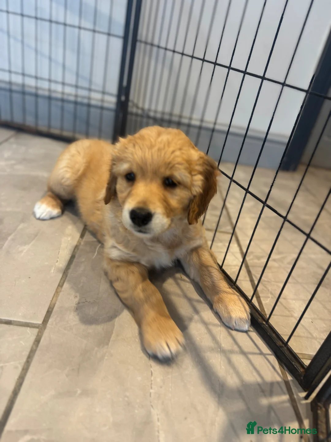 Golden Retriever dogs for sale: 1 Gorgeous Golden Retriever  Health Tested  - Advert 2